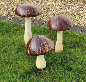 a set of 3 coconut mushrooms