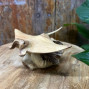 a hand carved small manta ray mounted on parasite wood