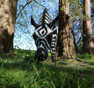 a black and white recycled metal zebra garden sculpture, large and eye catching. Handmade