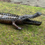 Recycled and handcrafted metal Garden sculpture of a Crocodile