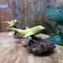 an image of a carved dophin swimming attached to a natural piece of parasite woodOur beautiful hand carved dolphin attached to parasite wood is a stunning ornament for any home. This is a Fairtrade item made by our skilled team using the Parasite wood that attaches itself to already growing trees, as the parasite grows it distorts to make gorgeous, intricate and unique designs.