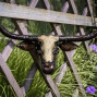 a handmade metal short horn cow head outdoor sculpture