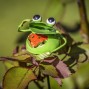 Mini Pot Stakes frog