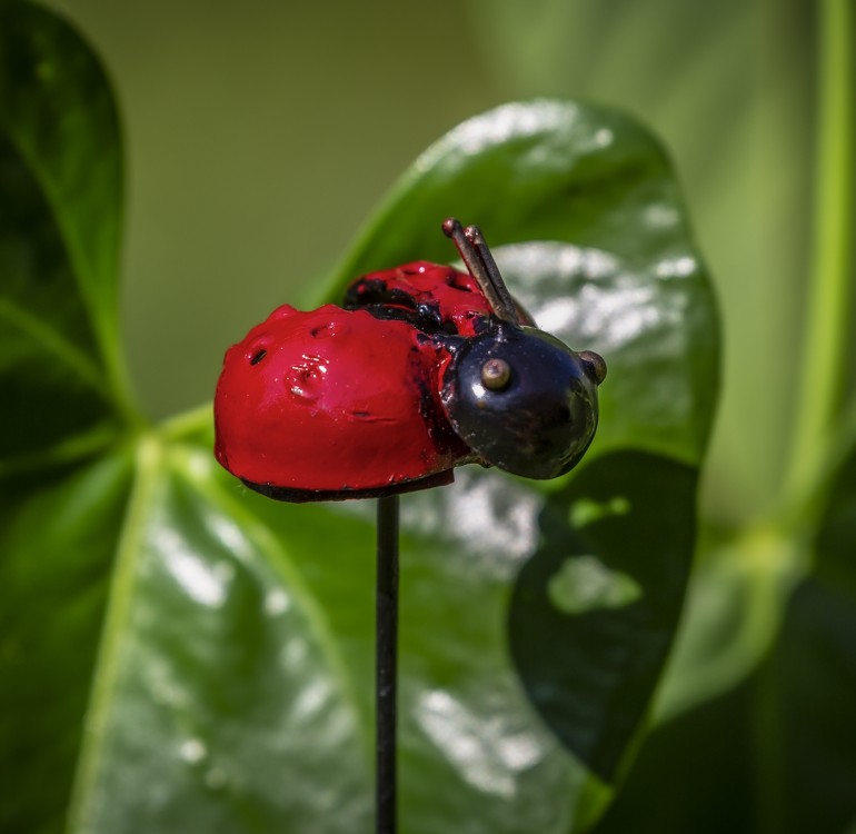 Mini Pot Stakes Ladybird
