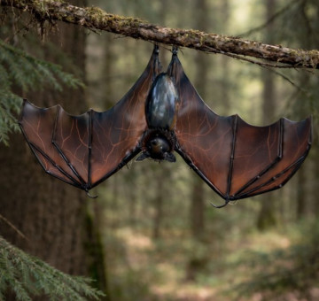 Hanging Bat with Open Wing