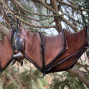 Hanging Fruit Bat with Open Wings