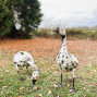 White Goose