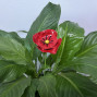 a metal outdoor indoor mini plant stake for your pot in the design of a bright red poppy on stem