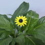 a metal outdoor indoor mini plant stake for your pot in the design of a bright yellow sunflower