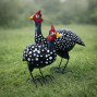 An image of a hand crafted metal Guinea Fowl sculpture