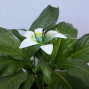 a metal outdoor indoor mini plant stake for your pot in the design of a white flower
