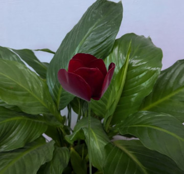 a metal outdoor indoor mini plant stake for your pot in the design of a Red rose