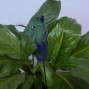 a metal outdoor indoor mini plant stake for your pot in the design of a seahorse