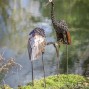Metal Sculpture African Creations Crown Crane