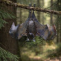 Hanging Bat with Open Wing