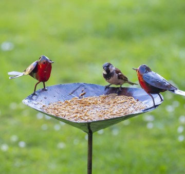 Robin Bird Bath Feeder