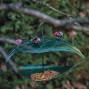 Leaf Bird Feeder With Ladybirds