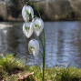 Hand Crafted Metal Snowdrops